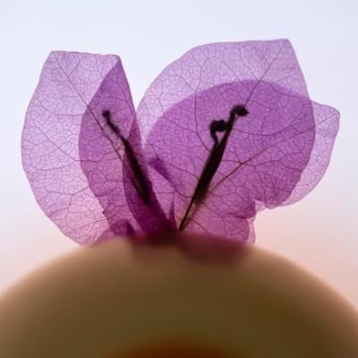 Transparences éphémères - Bougainvilliers 2 carré.jpg